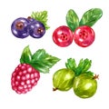 Watercolor berries set with gooseberries raspberries blueberries blueberry cranberry