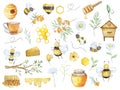 Watercolor big honey set, bees, honeycombs, honey, beehive, chamomile, branch and flowers