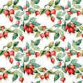 Watercolor big seamless pattern with branch of Dog rose, red berries and green leaves. Hand painted briar and hips