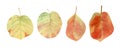 Watercolor birch leaves illustration. Botanical illustration with autumn leaf in yellow, green, red, orange colors for fall Royalty Free Stock Photo