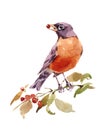 Watercolor Bird American Robin On The Branch With Berries Hand Painted Illustration Isolated on white background Royalty Free Stock Photo