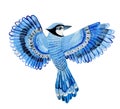 Watercolor bird blue jay flying hand drawn Illustration isolated on white background. Hand painted bluejay. Royalty Free Stock Photo