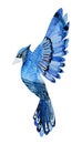 Watercolor bird blue jay flying hand drawn Illustration isolated on white background. Hand painted bluejay.