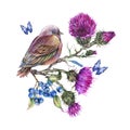 Watercolor bird on a branch with thistle, blue butterflies, berries, wild flowers illustration, meadow herbs Royalty Free Stock Photo
