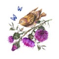 Watercolor bird on a branch with thistle, blue butterflies, wild flowers illustration, meadow herbs Royalty Free Stock Photo