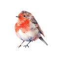 Watercolor bird bullfinch, cute winter red bird isolated