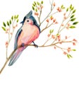 Watercolor bird card: tufted titmouse on a blooming branch.