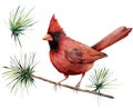 Watercolor bird cardinal. Hand painted greeting card illustration with red bird and branch isolated on white background Royalty Free Stock Photo