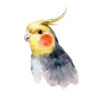 Watercolor Bird Cockatiel Parakeet Hand Drawn Summer Tropical Illustration isolated on white background