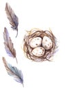 Watercolor bird feather quail nest egg set isolated