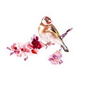 Watercolor bird goldfinch on sakura tree branch, isolated on white background.Cherry blossom illustration Royalty Free Stock Photo