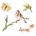 Watercolor spring bird goldfinch on willow tree branch, buds and colorful flying butterfly, isolated. Royalty Free Stock Photo