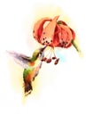 Watercolor Bird Hummingbird Drinking Nectar out of Tiger Lily Flower Hand Drawn Summer Garden Illustration isolated on white backg Royalty Free Stock Photo