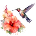 Watercolor Bird Hummingbird Flying Around the Fuchsia Flowers Summer Garden Illustration Set isolated on transparent Royalty Free Stock Photo