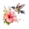 Watercolor Bird Hummingbird Flying Around the Fuchsia Flowers Summer Garden Illustration Set isolated on transparent Royalty Free Stock Photo
