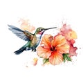 Watercolor Bird Hummingbird Flying Around the Fuchsia Flowers Summer Garden Illustration Set isolated on transparent Royalty Free Stock Photo