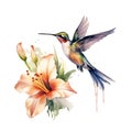 Watercolor Bird Hummingbird Flying Around the Fuchsia Flowers Summer Garden Illustration Set isolated on transparent Royalty Free Stock Photo