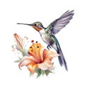 Watercolor Bird Hummingbird Flying Around the Fuchsia Flowers Summer Garden Illustration Set isolated on transparent Royalty Free Stock Photo