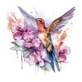 Watercolor Bird Hummingbird Flying Around the Fuchsia Flowers Summer Garden Illustration Set isolated on transparent Royalty Free Stock Photo