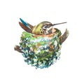 Watercolor bird in nest. Hand draw watercolor illustrations on white background. Easter collection.