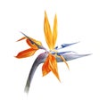 Watercolor bird of paradise flower Royalty Free Stock Photo