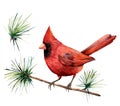 Watercolor bird red cardinal. Hand painted greeting card illustration with bird and branch isolated on white background Royalty Free Stock Photo