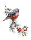 Watercolor Bird Robin on the Branch with Berries Hand Drawn Fall Illustration isolated on white background Royalty Free Stock Photo