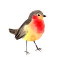 Watercolor bird - Robin. Colorful water color illustration.