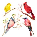 Watercolor bird set: red cardinal, tufted titmouse, yellow warbler and bee-eater Royalty Free Stock Photo