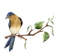 Watercolor bird sitting on tree branch with leaves. Hand painted spring illustration with robin redbreast isolated on Royalty Free Stock Photo