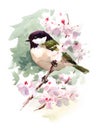 Watercolor Bird Tit Chickadee On Cherry Blossoms Branch Hand Painted Summer Spring Illustration