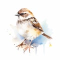 Watercolor Sparrow Illustration In Ryan Hewett Style