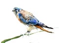 Watercolor bird on a white background. Falcon.Hawk Royalty Free Stock Photo