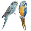 Watercolor birds. Blue budgerigar and blue parrot