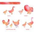 Watercolor birds and kids Royalty Free Stock Photo