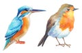 Watercolor birds. kingfisher and robin tropical bird hand painted illustration Royalty Free Stock Photo