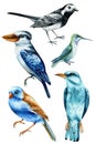 Watercolor birds set. Hand painted illustration with bird isolated on white background. Roller, kingfisher and wagtail