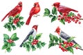 Watercolor birds set illustration. Red cardinal and holly branch, Hand Painted Illustration isolated on white background Royalty Free Stock Photo