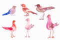 Watercolor birds