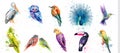Watercolor birds set Vector. Peacock, owl, pelican, parrot, humming birds collections Royalty Free Stock Photo