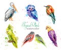 Watercolor birds set Vector. Peacock, owl, pelican, parrot collections Royalty Free Stock Photo