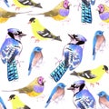 Watercolor birds in tetrad color scheme seamless watercolor background-purple yellow, orange, blue