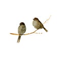 Watercolor birds at tree branch