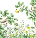 Watercolor Birds and Wildflowers Royalty Free Stock Photo