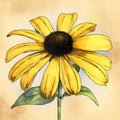 Watercolor Black-eyed Susan Daisy Illustration