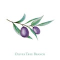 Watercolor black olive tree branch leaves fruits, Realistic olives botanical illustration isolated on white background Royalty Free Stock Photo