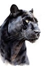 Watercolor black panther. Royalty Free Stock Photo