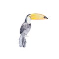 Watercolor black toucan