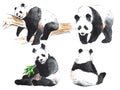 Watercolor black and white four pandas Royalty Free Stock Photo