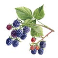 Watercolor blackberries on a branch, isolated white background. Botanical illustration berries